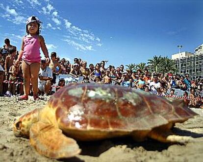Una de las tortugas devueltas al mar ayer en Alicante.