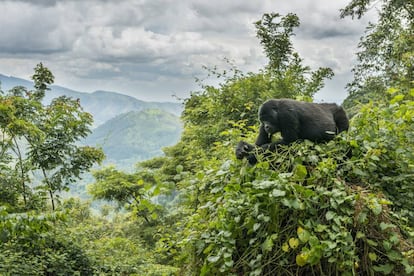Un gorila de montaña en el parque nacional del Bosque Impenetrable de Bwindi, en Uganda.