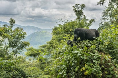 Un gorila de monta&ntilde;a en el parque nacional del Bosque Impenetrable de Bwindi, en Uganda. 