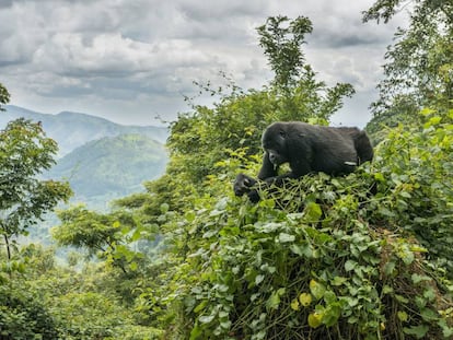 Un gorila de monta&ntilde;a en el parque nacional del Bosque Impenetrable de Bwindi, en Uganda. 