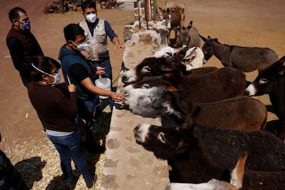 Com o tempo, o asno tornou-se parte do patrimônio e da identidade desta região onde, desde 1964, a feira anual de burros é realizada em todos os 1 ° de maio.