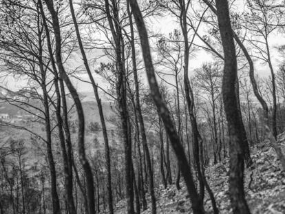 Bosque arrasado en la sierra del Almirez, en Lorca (Murcia). 
