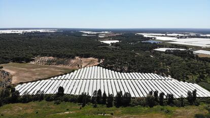 Invernaderos de fresa en Lucena del Puerto (Huelva), cerca de Doñana.