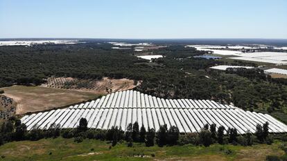 Invernaderos de fresa en Lucena del Puerto (Huelva), cerca de Doñana. 