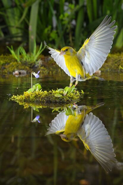 Verderón ('Carduelis chloris'). Lograr imágenes que invitan a disfrutar es uno de los objetivos de la fotografía de alta velocidad.