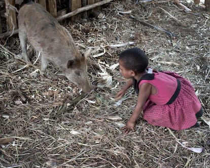 Una niña juega con un cerdo en la aldea de Benaria. Las personas que cometen crímenes violentos, a menudo compensan a las víctimas con cochinos o dinero, según lo establezca la sentencia dictada por los tribunales del pueblo. La tribu debe entonces pagar. Es común también que se ofrezcan cerdos a cambio de una novia.