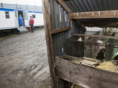 Granja de visones Chan do Monte en Negreira, con María Pérez y Mario Barreiro al fondo, en la casa móvil que utilizan para vivir.