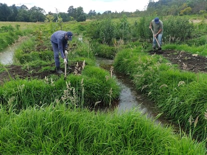 Dos jardineros durante la construcción de las zanjas y camellones en la Reserva Natural Van Der Hammen.