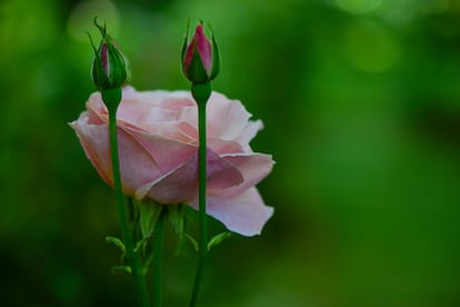 Los sépalos verdes de una rosa recubren los pétalos para protegerlos.