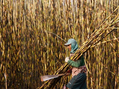 Un cortador de caña de azúcar trabaja en una plantación de Batatais, Brasil.