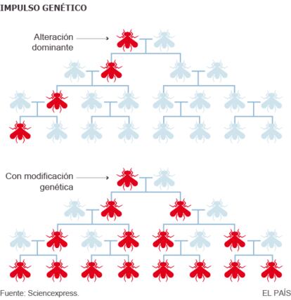 El gen artificial introducido por en investigador en el organismo sigue activo, y es capaz de convertir al gen natural que tiene enfrente en una copia de si mismo. El proceso no para nunca, y es tan eficaz que propaga el gen artificial por toda la población en pocas generaciones. De ahí su apodo de “reacción en cadena.