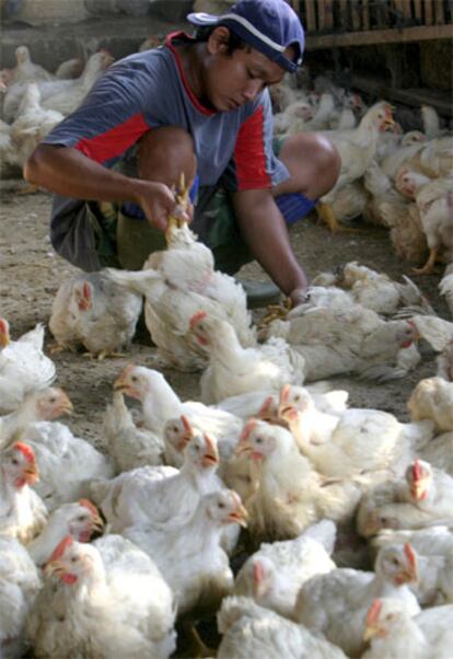 Un hombre trabaja en una granja de pollos de Yakarta.