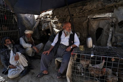 Un grupo de hombres a la espera de clientes en el mercado de aves de Kabul, el 10 de octubre. Callejones de casas de barro dominados por fabricantes de jaulas y negocios en los que se cierran tratos cara a cara en torno a gallinas, ocas, jilgueros, canarios, palomas y codornices.