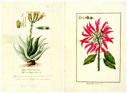 Dibujos de Agave y Euphorbia de Atanasio Echeverría y Vicente de la Cerda.