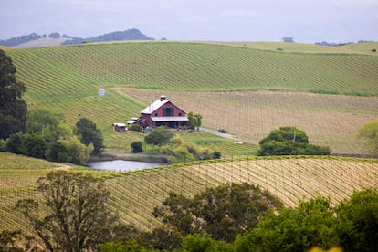 Vista de los viñedos de las bodegas de Artesa, del grupo Codorniú, en Napa, al norte de California, en Estados Unidos.