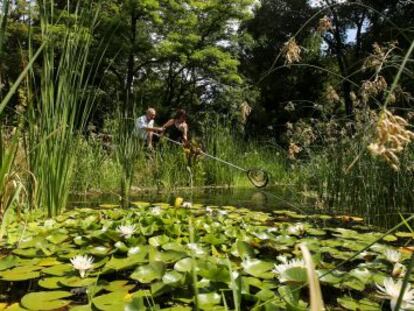 Santos Cirujano y uno de sus ayudantes en el estanque de plantas acuáticas del Jardín Botánico.