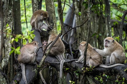 Descendencia primates