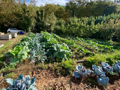 Hortalizas en la huerta de Venta Moncalvillo. J.C. CAPEL