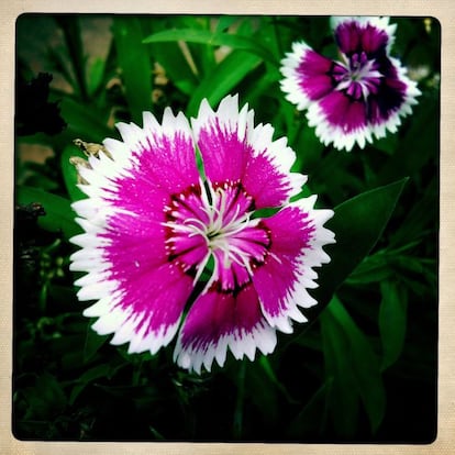 Clavelina, 'Dianthus barbatus', 2 de agosto.