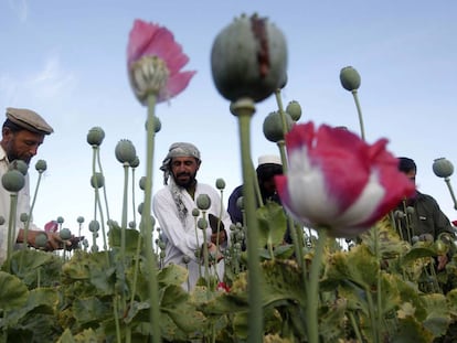 Agricultores plantam papoula para a produção de heroína na província de Jalalabad (Afeganistão).