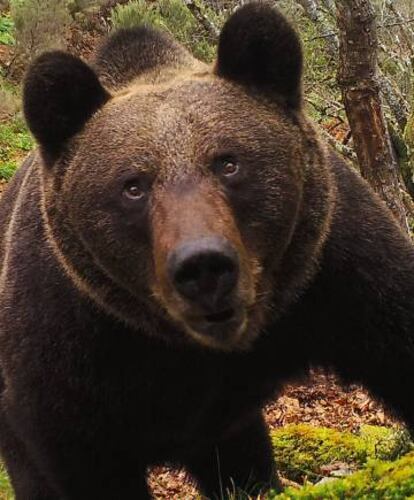 Un oso pardo