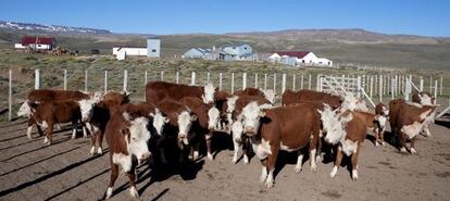 Un reba&ntilde;o de vacas en la provincia argentina de Santa Cruz. 