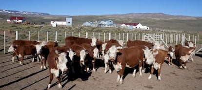 Un rebaño de vacas en la provincia argentina de Santa Cruz.