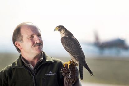 Jesús Rero Álvaro, cetrero y jefe de la halconera del aeropuerto de Barajas, con Brisa, una halcón peregrino.