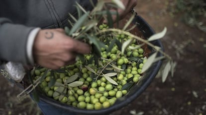 Recogida de aceituna en una finca del Aljarafe, en Sevilla.