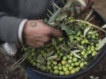 Recogida de aceituna en una finca del Aljarafe, en Sevilla.