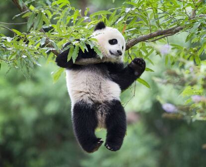 Bao Bao, uno de los osos panda estrella de Washington