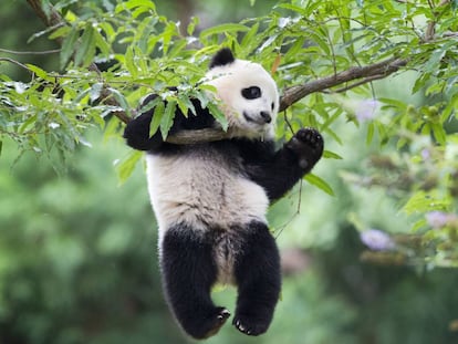 Bao Bao, uno de los osos panda estrella de Washington