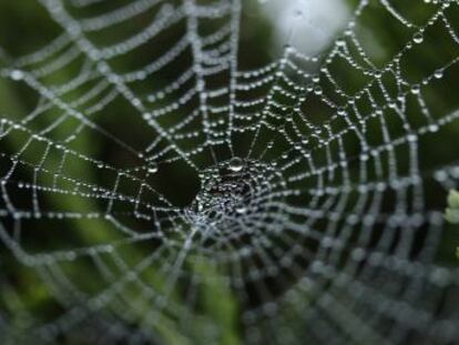 Un grupo internacional de investigadores crea un sistema para producir tela de araña, un tipo de seda que se podría utilizar para hacer chalecos antibalas o reconstruir tendones
