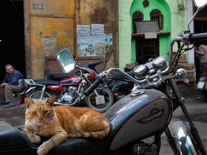 Un gato en una calle de El Cairo.