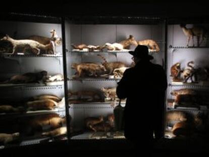 Un asistente a la presentación del Congreso Hendrick’s para Gente Curiosa’ celebrada ayer en el Museo de Ciencias Naturales.