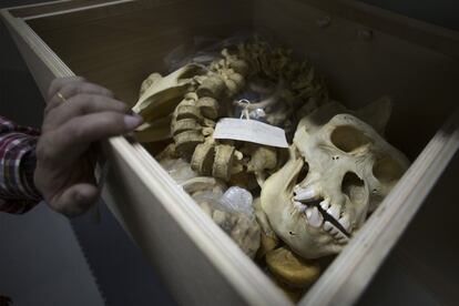 Cráneo y esqueleto de un gorila fallecido en el Zoo de Jerez en 1974. Sus restos están entre los más solicitados para investigación.