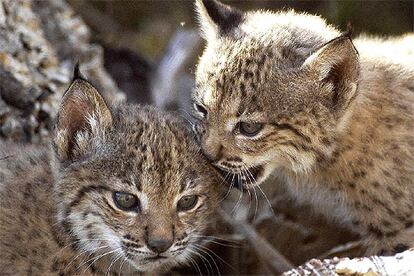 Los visitantes del Parque de Doñana podrán ver a los pequeños Brezo y Brisa, y a su madre, Saliega.