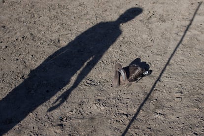 <a href="https://elpais.com/elpais/2017/07/29/album/1501340860_846248.html">FOTOGALERÍA | La captura y marcado de los polluelos, en imágenes</a>