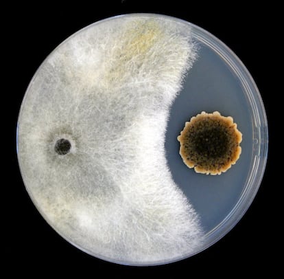 La técnica del co-cultivo permite simular in vitro interacciones entre microorganismos que pueden darse en el entorno natural. La imagen muestra el resultado de enfrentar durante dos semanas en una placa Petri una especie que vive en el interior de las plantas, 'Dothiora sp.', a otra infecciosa, 'Hypoxylon mediterraneum'. Los filamentos blancos del hongo patógeno se ven frenados y no pueden invadir a su antagonista. Esto supone que ambos microorganismos podrían estar detectando la presencia del otro. Esta fotografía es la ganadora de la modalidad Agricultura sostenible, remunerada con 600 euros.