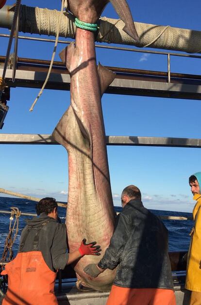 Un ejemplar de tiburón cañabota intervenido por el equipo científico,  en una imagen cedida por Ignasi Nuez.