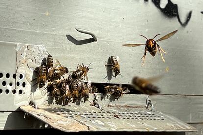 Un grupo de abejas intenta proteger sus colmenas de las avispas asiáticas, especie invasora que afecta a las abejas autóctonas.


