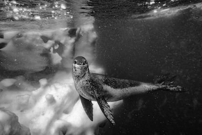 Con la iniciativa #Antarctica2020, la Comisión para la Conservación de los Recursos Vivos Marinos ha emprendido la mayor campaña de preservación de los mares de la historia, promoviendo la protección de tres grandes áreas en el océano Austral para contribuir al equilibrio del ecosistema: la región de la península Antártica, el mar de Weddell y la Antártida Oriental. En la imagen, un imponente ejemplar de leopardo marino de más de 500 kilos con el qeu el fotógrafo Paul Nicklen vivió una experiencia extraordinara: este se le aproximó ofreciéndole pingüinos: “Me di cuenta de que esta criatura extraordinaria quería ayudarme a encontrar comida. Se hallaba en peligro inminente por nuestra culpa y ella buscaba alimentarme”.