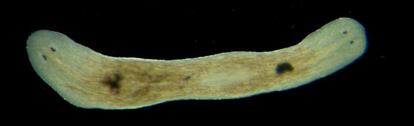 En el Planarian Lab de la Universidad de Barcelona han conseguido planarias bicef&aacute;licas mediante manipulaci&oacute;n gen&eacute;tica.