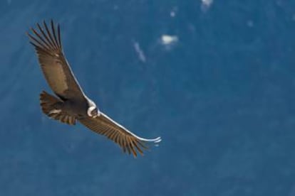 Un cóndor en pleno vuelo en el valle del Colca, en Perú. es
