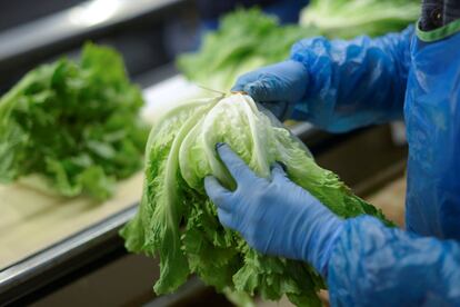 Un trabajador procesa la lechuga para su envío en la planta de Kernel en Los Alcázares, Murcia.