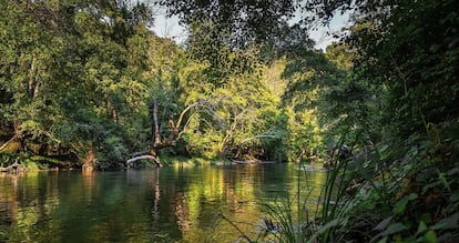 EL CORREDOR BIOLÓGICO MESOAMERICANO. Así se llama al corredor biológico que forman la Selva Maya, entre México, Belice y Guatemala, la Moskitia, entre Nicaragua y Honduras, Indio Maíz Tortuguero, entre Nicaragua y Costa Rica, La Amistad, entre Costa Rica y Panamá, y el Darién, entre Panamá y Colombia. Representan menos del 5% del territorio del mundo, pero se estima que albergan el 8% de la biodiversidad. Además permiten que se muevan las especies que recorren el continente americano de norte a sur. 