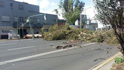 El cruce de las avenidas Río Churubusco y Ermita, al oriente de la ciudad, bloqueado por los árboles caídos.