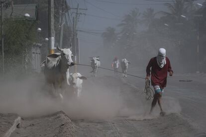 Un filipino camina junto a su ganado a lo largo de una carretera cubierta de ceniza tras la erupción del volcán Taal, en Agoncillo (Filipinas).