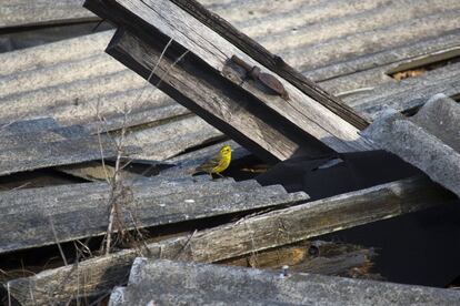 A yellowhammer is seen on the remains of a house at the 30 km (19 miles) exclusion zone around the Chernobyl nuclear reactor in the abandoned village of Orevichi, Belarus, March 12, 2016. What happens to the environment when humans disappear? Thirty years after the Chernobyl nuclear disaster, booming populations of wolf, elk and other wildlife in the vast contaminated zone in Belarus and Ukraine provide a clue. On April 26, 1986, a botched test at the nuclear plant in Ukraine, then a Soviet republic, sent clouds of smouldering radioactive material across large swathes of Europe. Over 100,000 people had to abandon the area permanently, leaving native animals the sole occupants of a cross-border "exclusion zone" roughly the size of Luxembourg.  REUTERS/Vasily Fedosenko SEARCH "WILD CHERNOBYL" FOR THIS STORY. SEARCH "THE WIDER IMAGE" FOR ALL STORIES