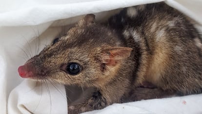 Quoll norteño Australia